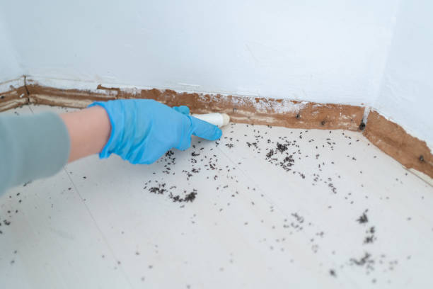 Best Pest Removal Services  in USA